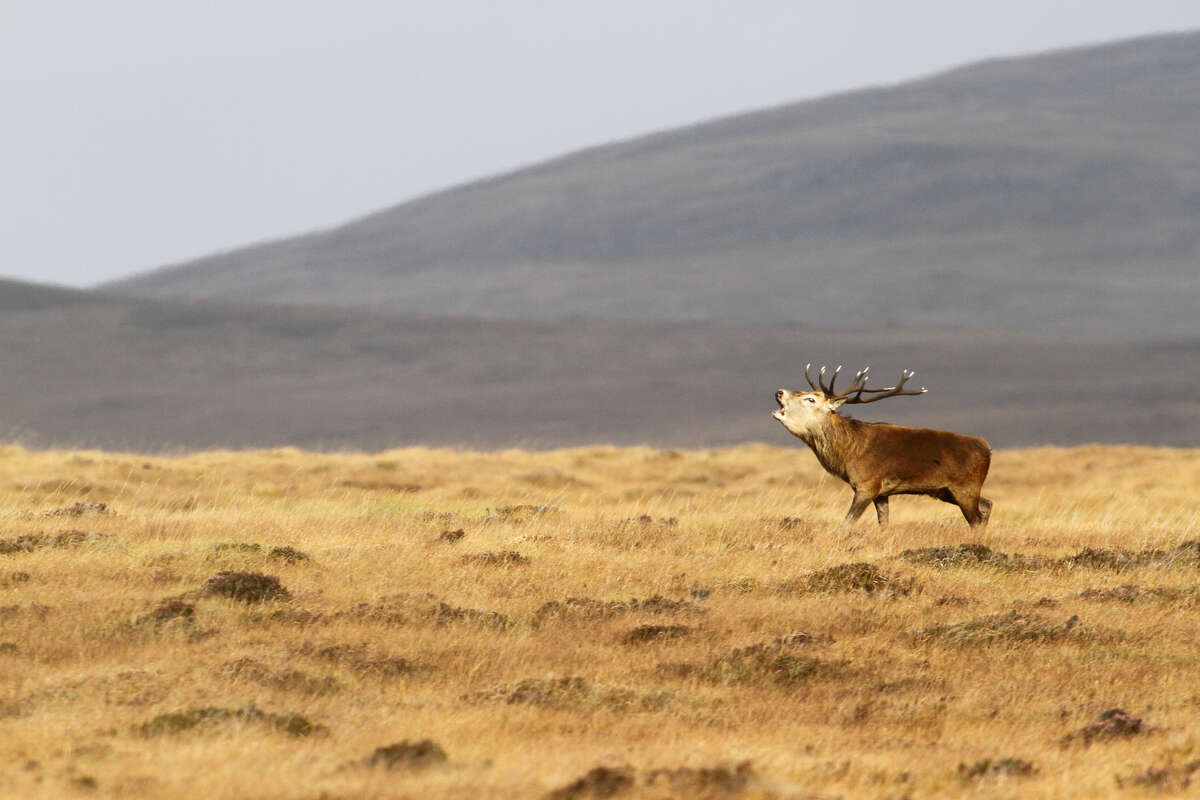 Cerf élaphe bramant dans les vastes landes de l’île de Jura, Écosse.