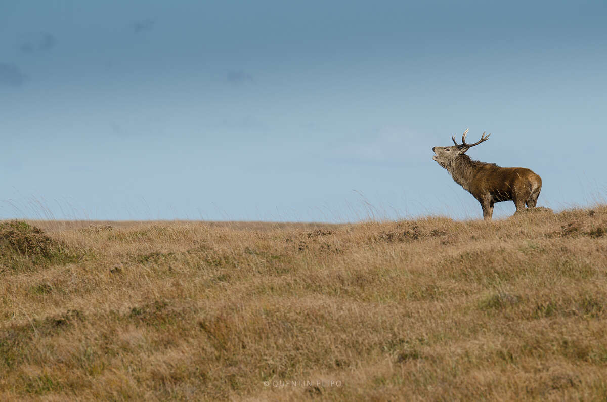 Cerf élaphe en brame dans les alpages du Vercors