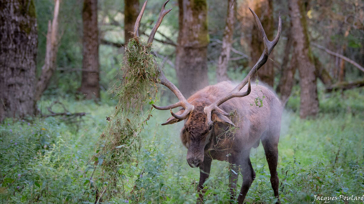 Cerf lors du brame