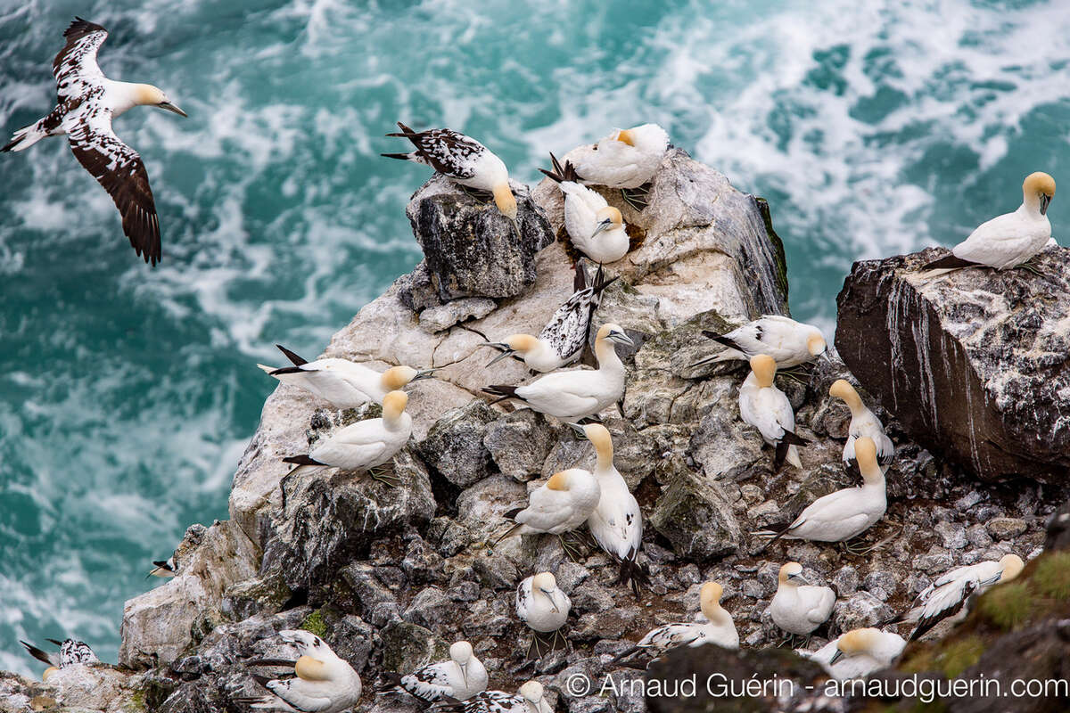 Colonie de fous de bassans