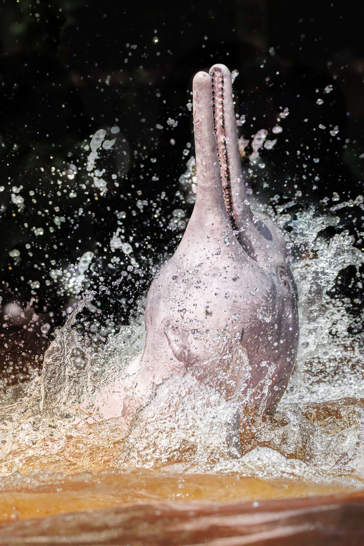 Dauphin rose de l’Amazone surgissant hors de l’eau