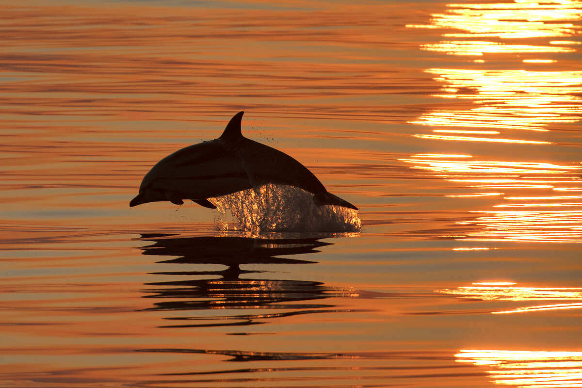 dauphin sautant au coucher de soleil en Méditerranée