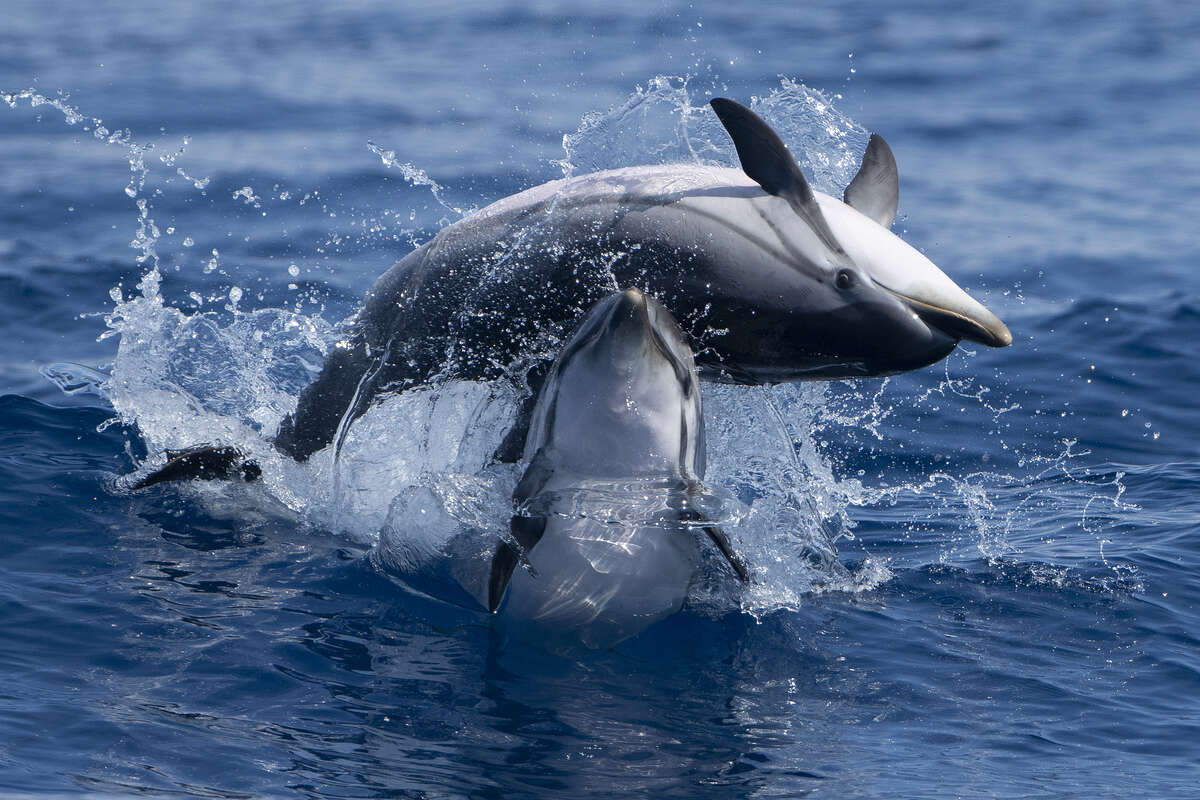 dauphins bleus et blancs en Méditerranée – observation en mer
