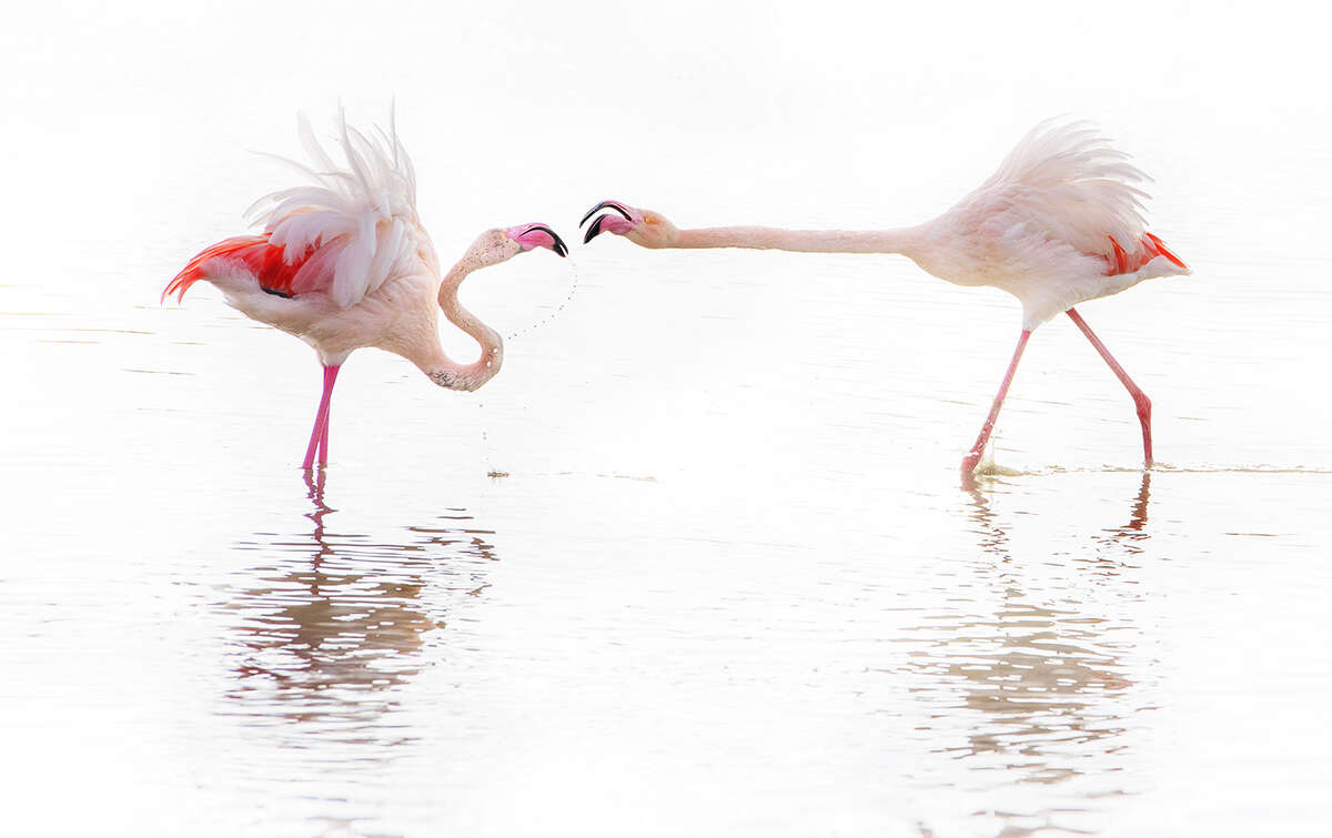 Deux flamants roses s’affrontent dans une joute élégante lors de la parade nuptiale en Camargue.