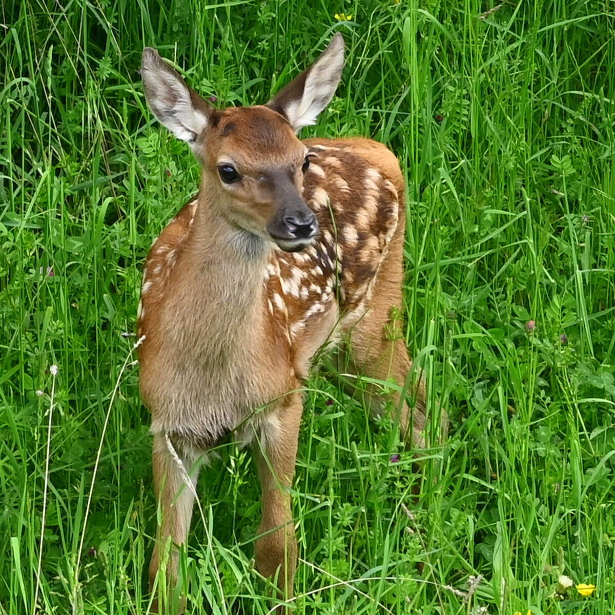 Faon de cerf élaphe dans les prairies verdoyantes du parc national des Abruzzes