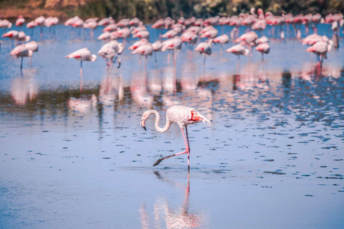 Flamands roses, Camargue, France © JD Designs (Unsplash)