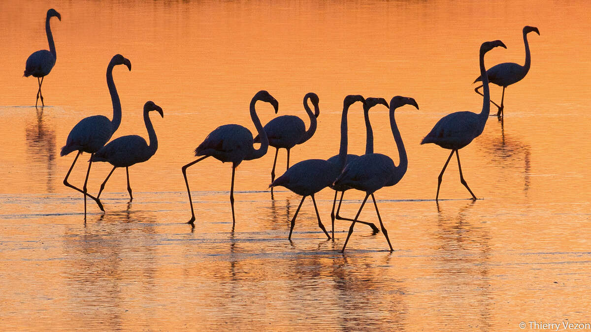Flamants roses devant le coucher de soleil