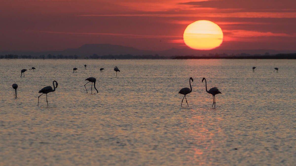 Flamants roses devant le coucher de soleil