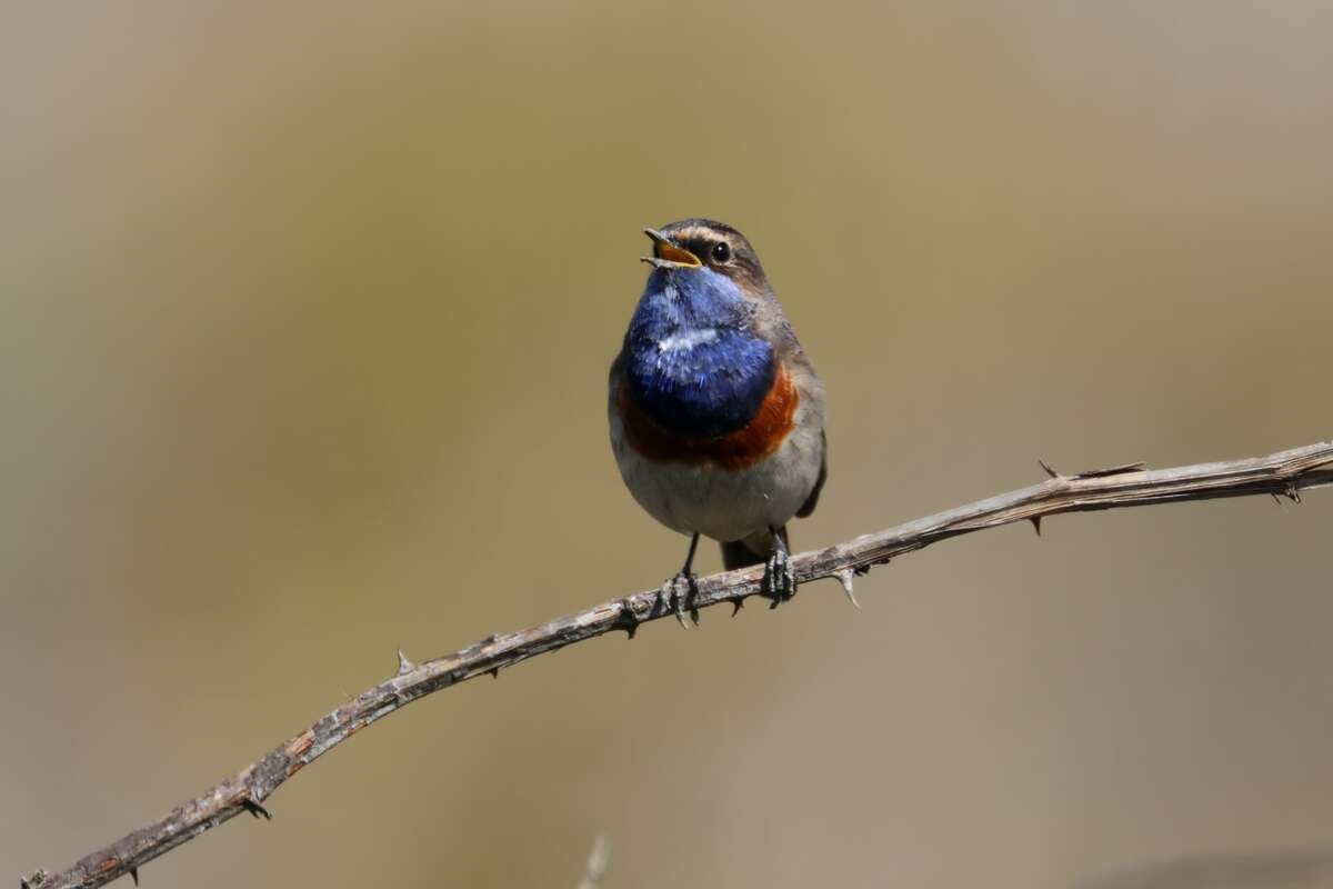 Gorgebleue à miroir dans la baie de l'Aiguillon
