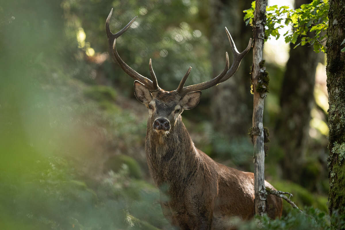 Grand cerf élaphe en forêt pendant la période du brame en Auvergne