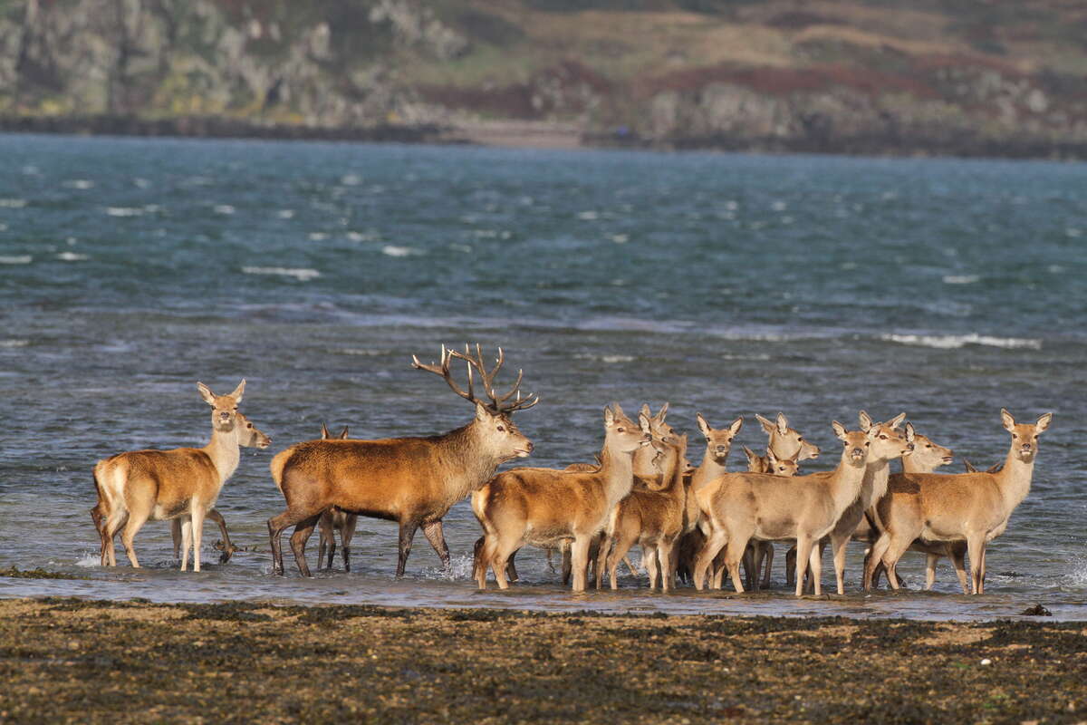 Groupe de cerfs et biches élaphes traversant une zone littorale sur l’île de Jura, Écosse.