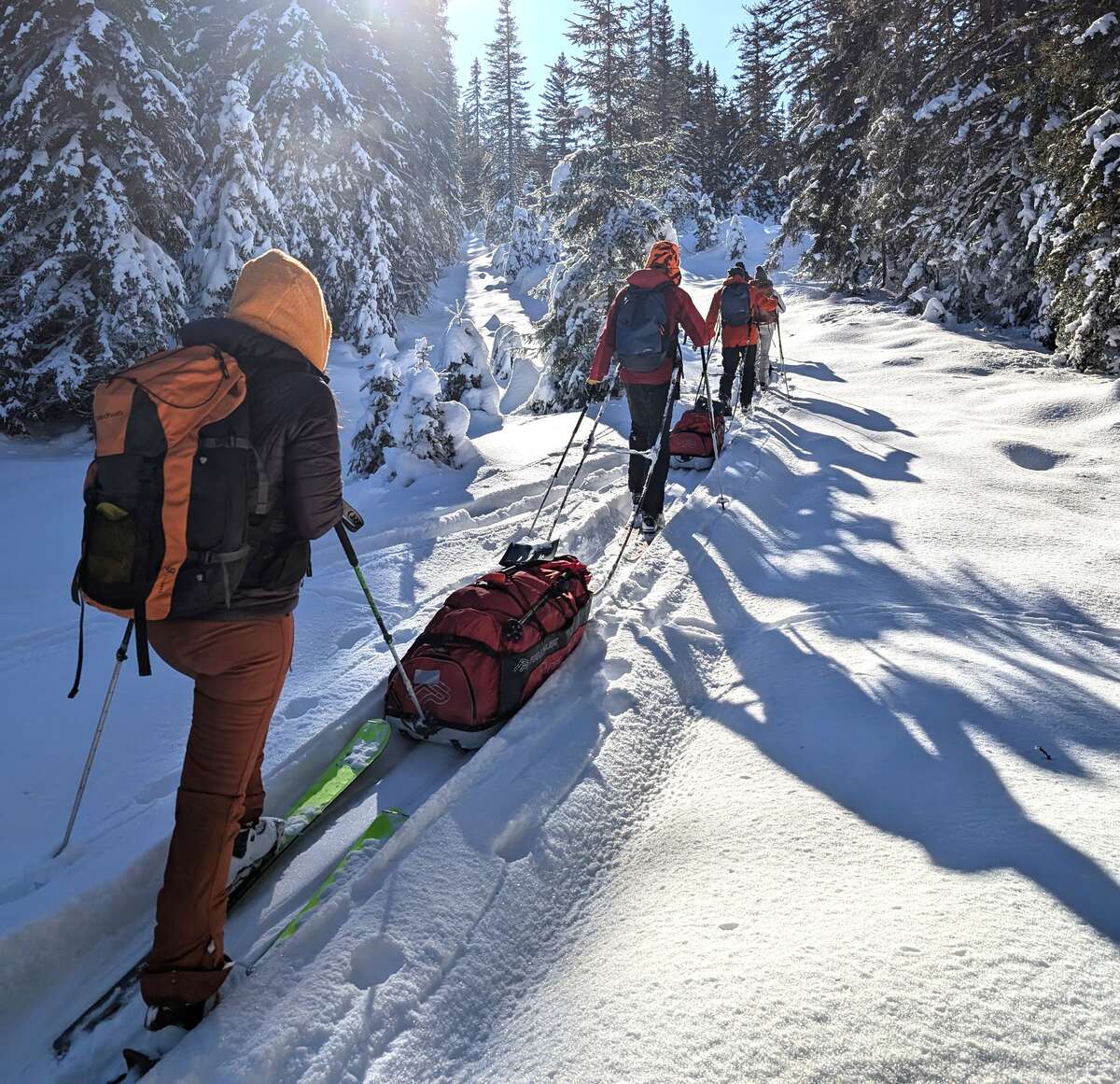Groupe en ski nordique et pulka dans une forêt enneigée du Jura