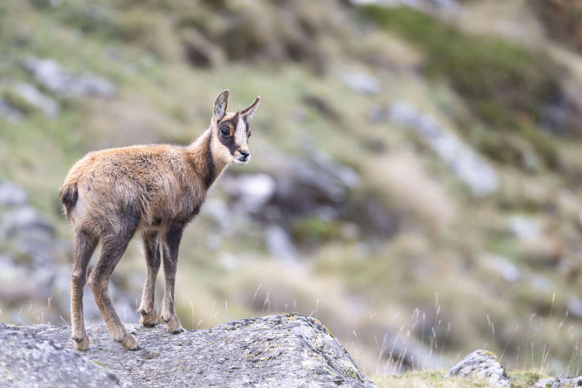 Isard juvénile au printemps dans les Pyrénées