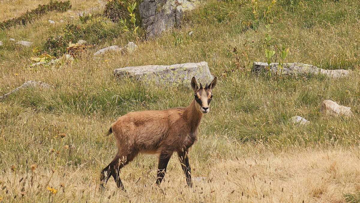 Jeune chamois dans une prairie de montagne des Alpes-de-Haute-Provence