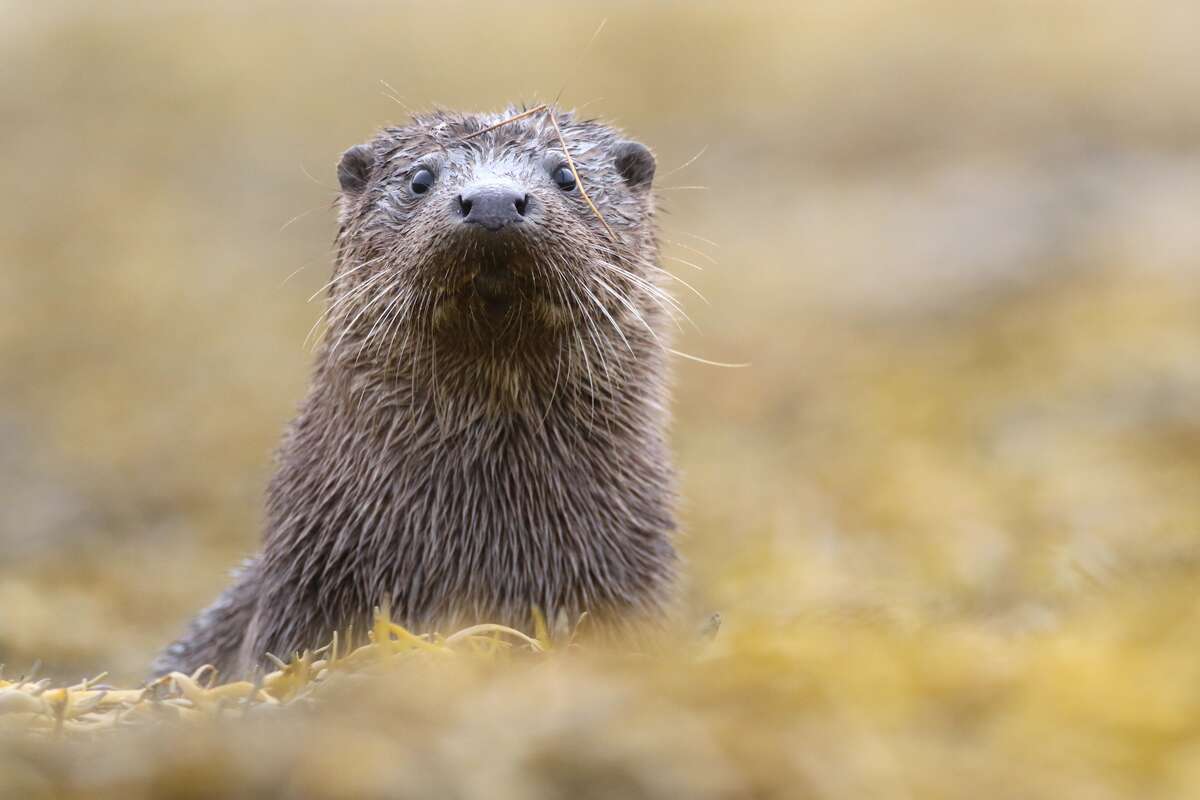 Loutre d’Europe sur le littoral de l’île de Mull en Écosse