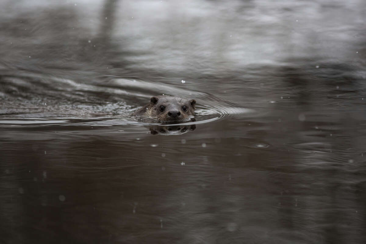 Loutre d'Europe