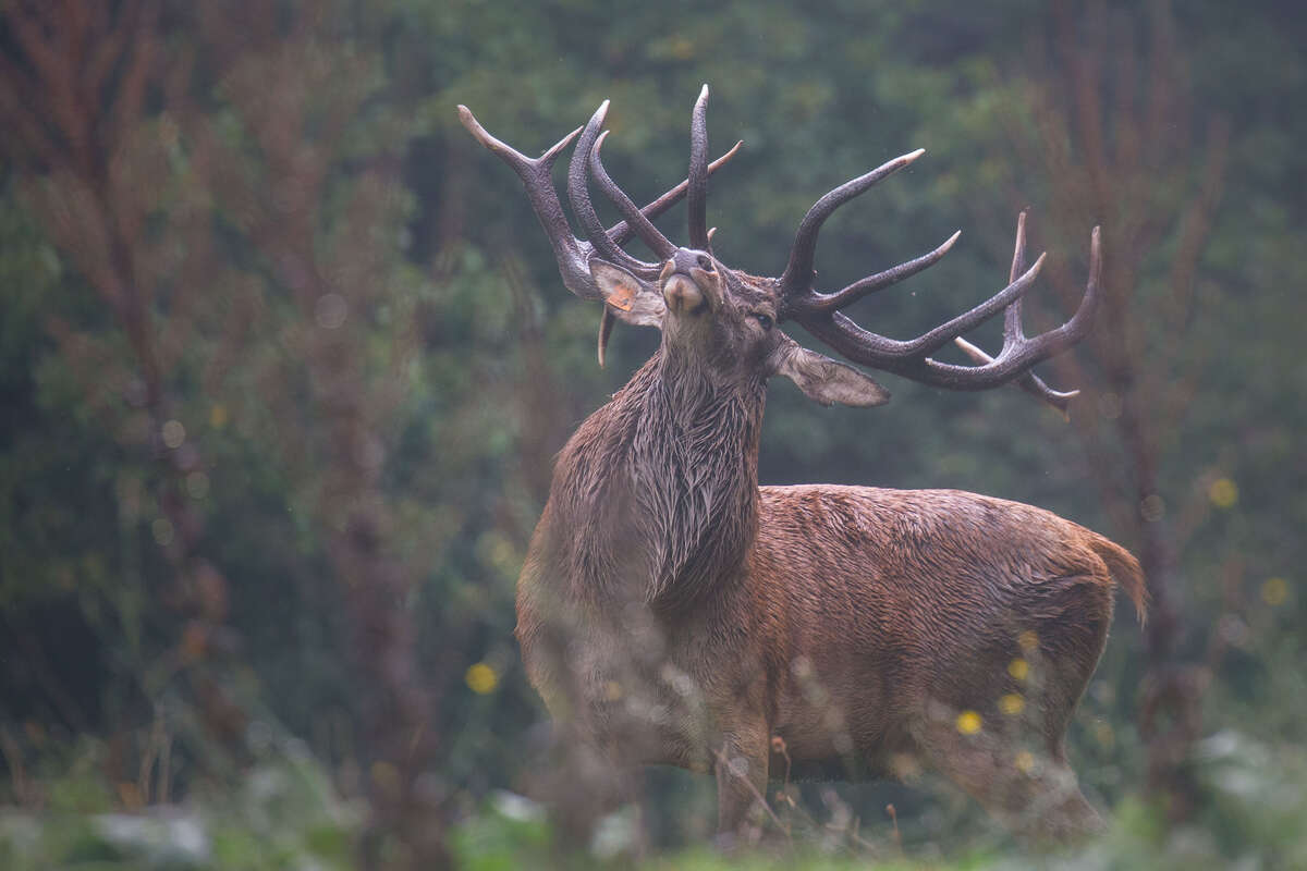 Majestueux cerf élaphe aux bois imposants, tête relevée dans une attitude de brame, dans les Abruzzes