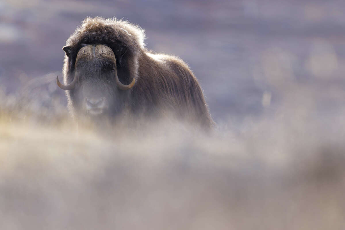 Observation d’un bœuf musqué au Groenland