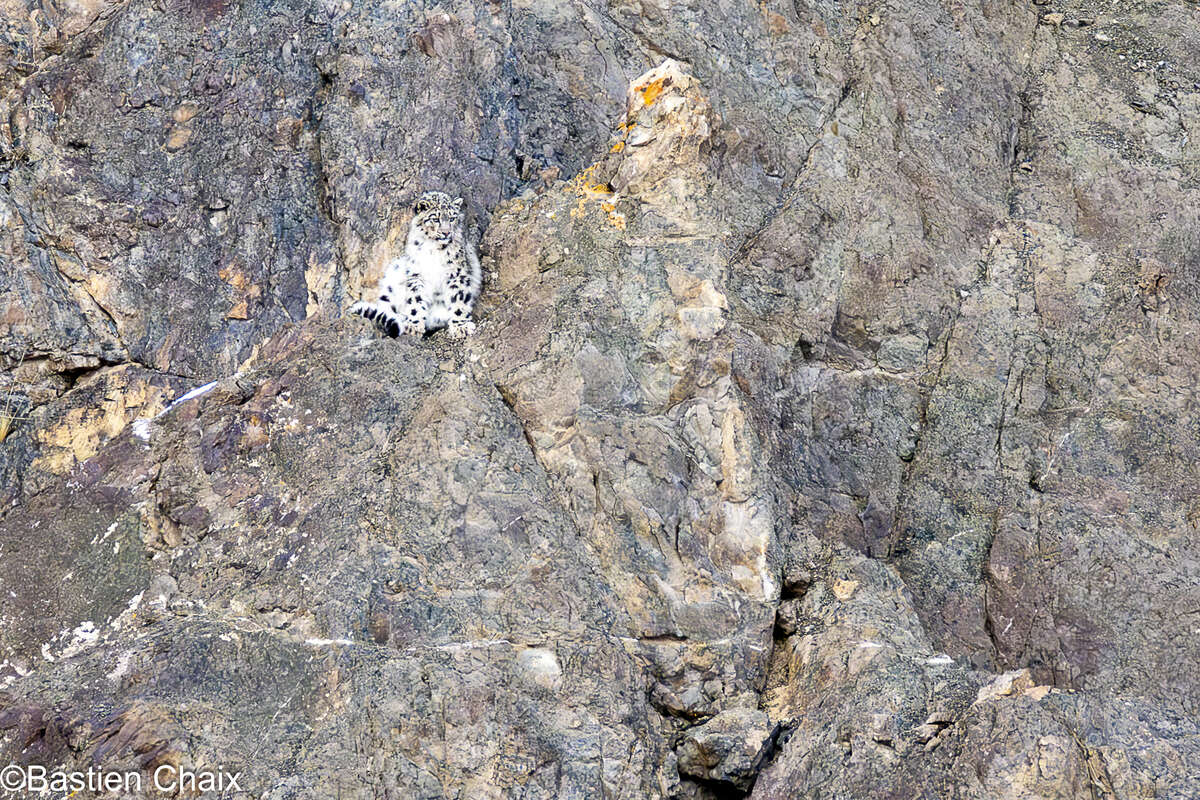 Panthère des neiges dans les falaises rocheuses du Ladakh