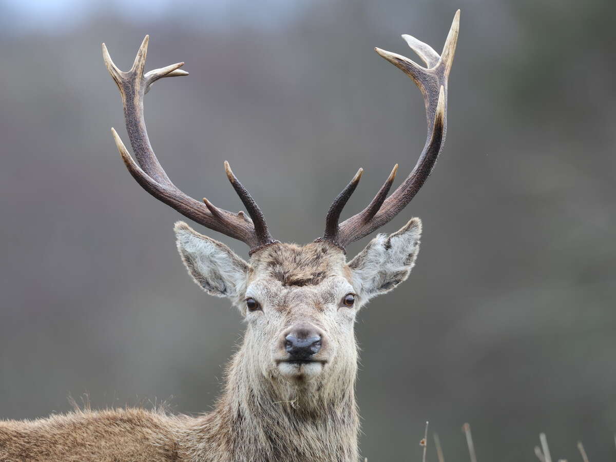 Portrait d’un cerf élaphe sur l’île de Jura, Écosse.