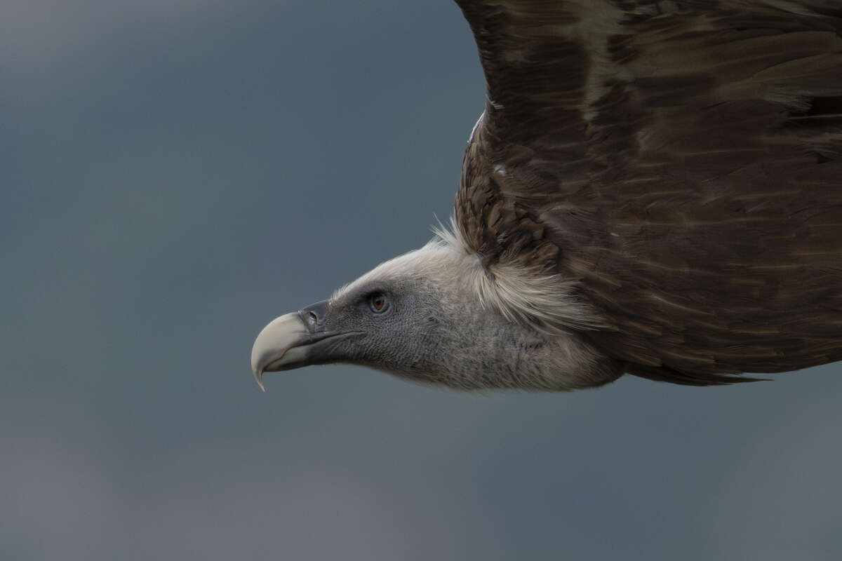 Portrait de vautour fauve en vol dans le massif du Vercors