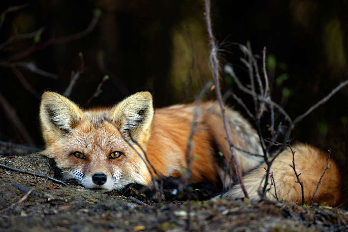 Renard roux au repos dans les forêts du Yukon au printemps lors d'un voyage nature au Canada