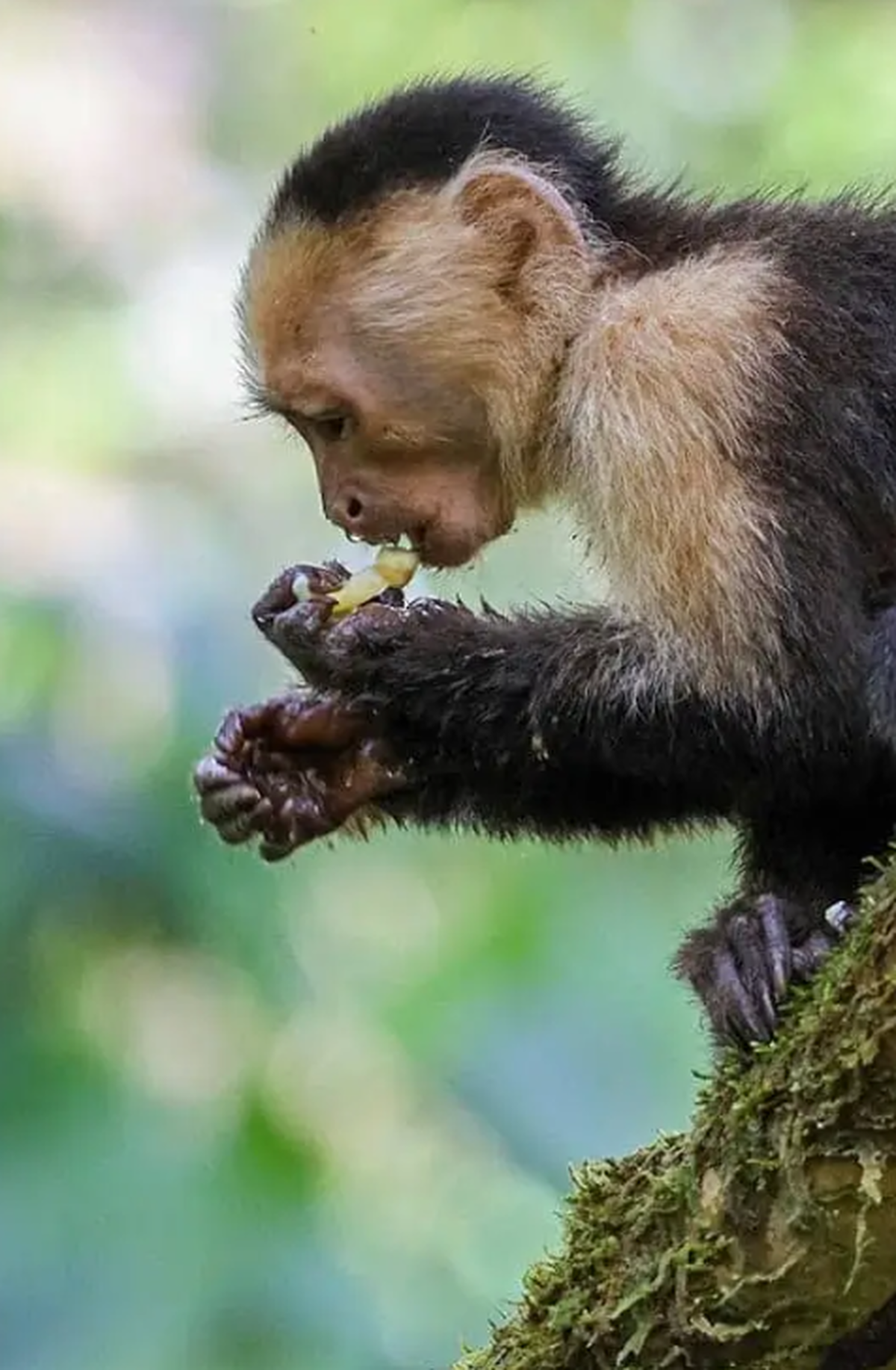 Singe capucin à face blanche se nourrissant dans la forêt tropicale du Costa Rica