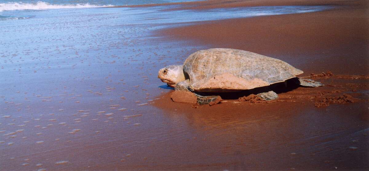 Tortue olivâtre rejoignant l'océan atlantique