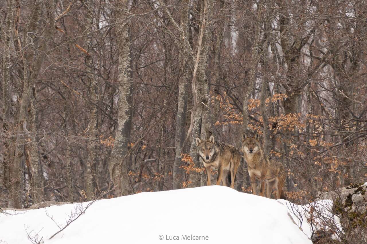2 loups (canis lupus) dans le parc des Abruzzes en hiver - Observation naturaliste Amarok l'Esprit Nature