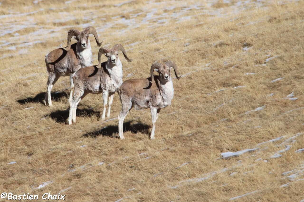 3 Argali des Tien shan (Ovis ammon karelini) en Kirghizie - Observation naturaliste Amarok l'Esprit Nature