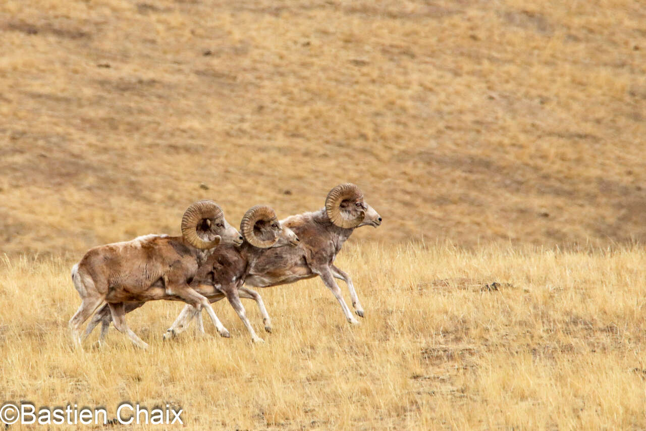 3 Argali du désert de Gobi  (Ovis ammon darwini) - Voyage Amarok l'Esprit Nature