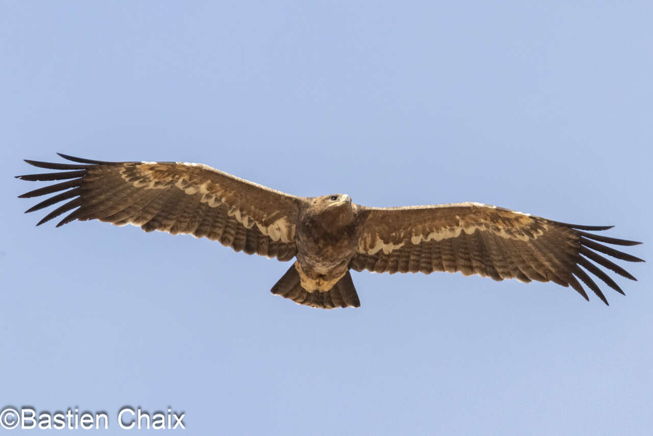 Aigle des steppes (Aquila nipalensis) immature en vol - Observation naturaliste Amarok l'Esprit Nature