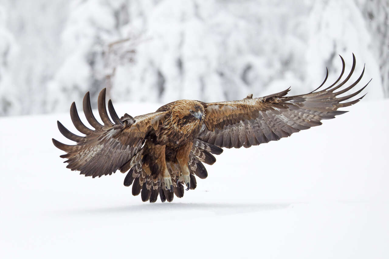 Aigle royal arrivant de face au-dessus de la neige en Finlande