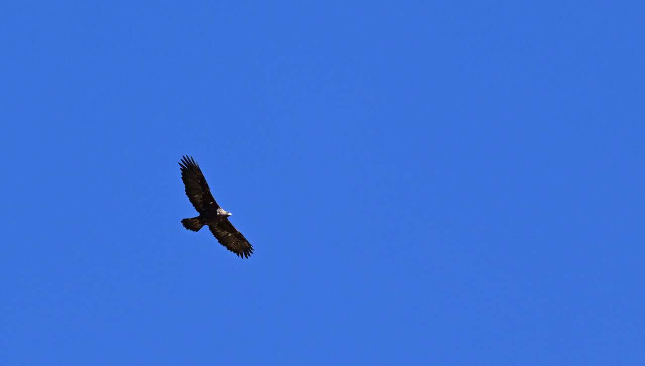 Aigle royal en vol dans le ciel des Alpes-de-Haute-Provence