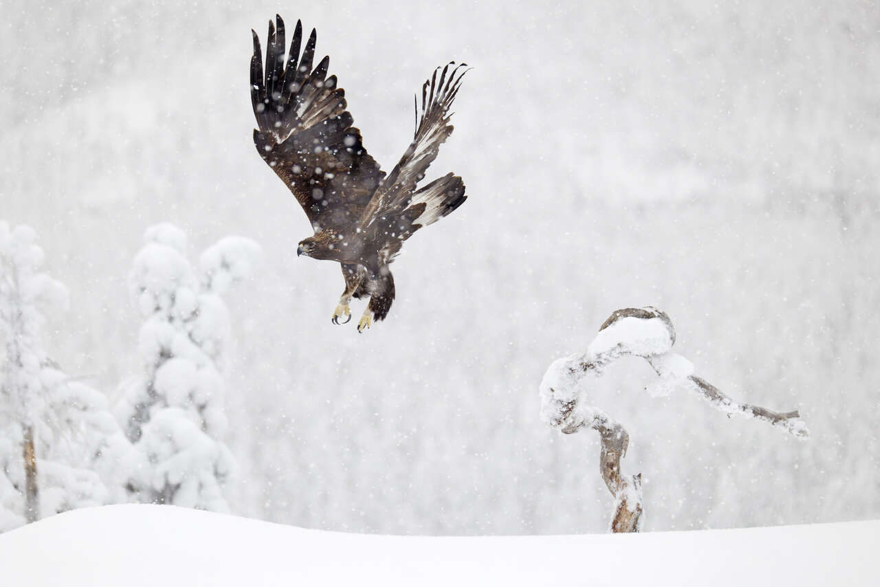 Aigle royal se posant dans la neige en Finlande