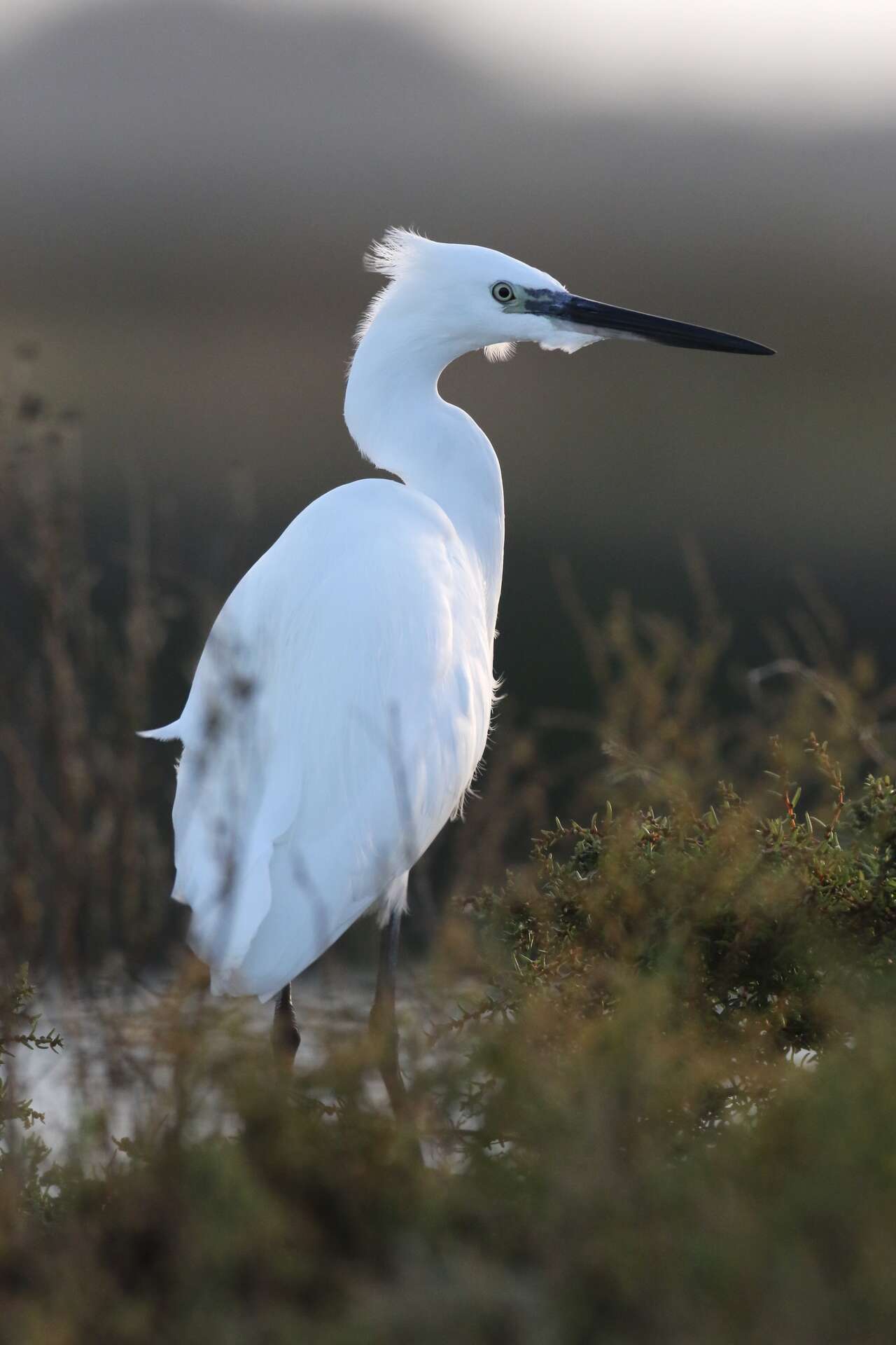 Aigrette garzette dans les marais salants de Guérande