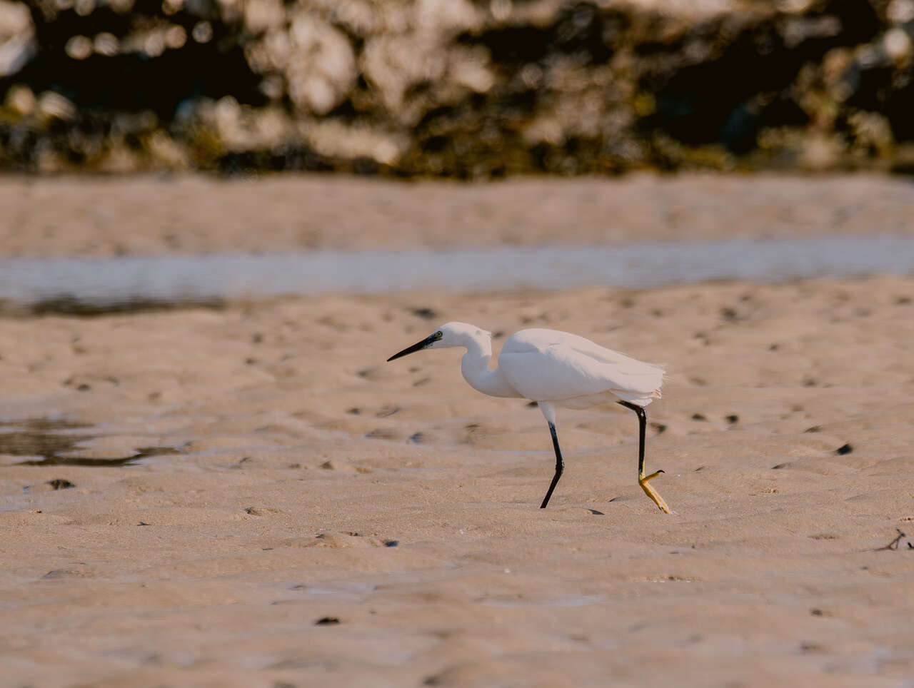 Aigrette Garzette sur une plage de Bretagne