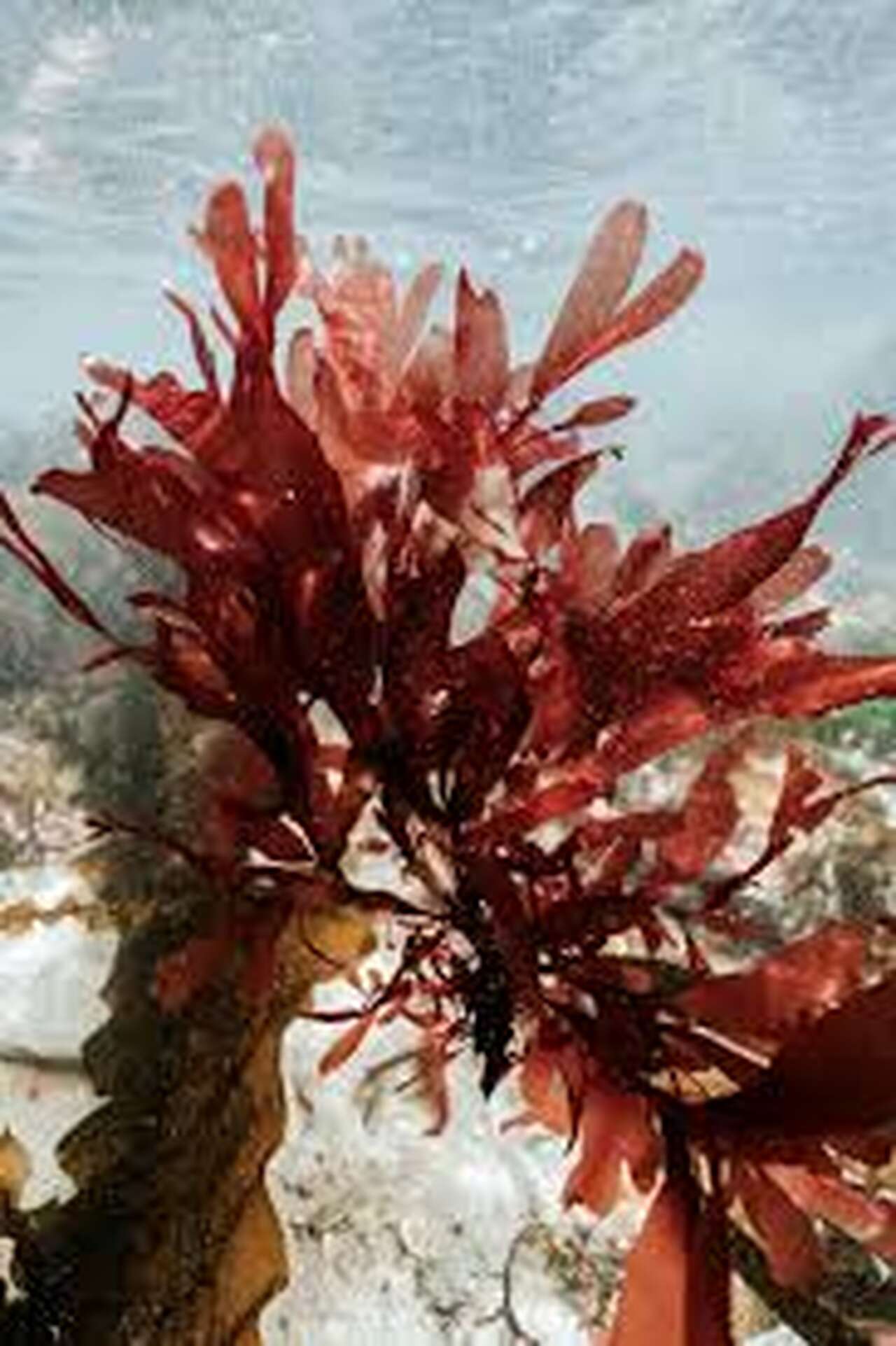 Algue marine