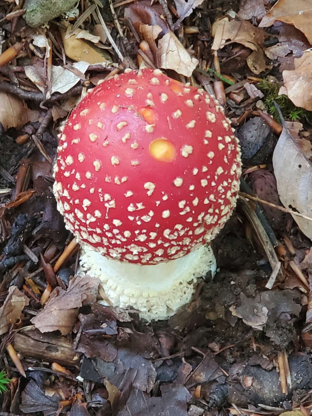 Amanita muscaria, champignon rouge à points blancs sur tapis de feuilles