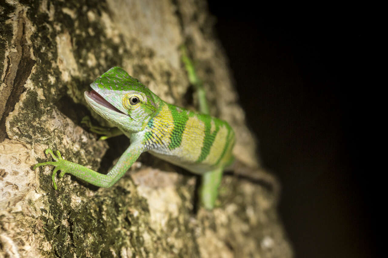 Anole vert sur un tronc dans la forêt tropicale du Costa Rica