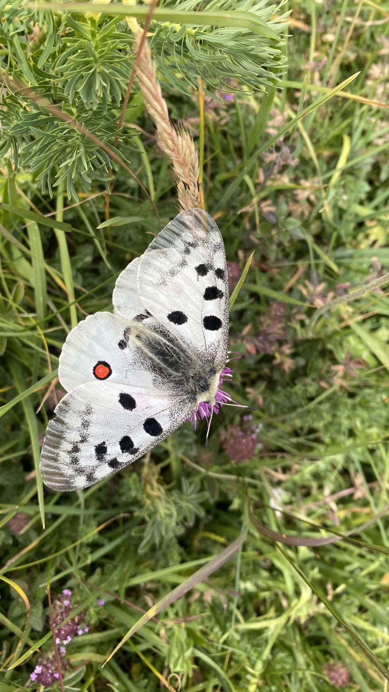 Apollon – papillon de montagne du Vercors en été
