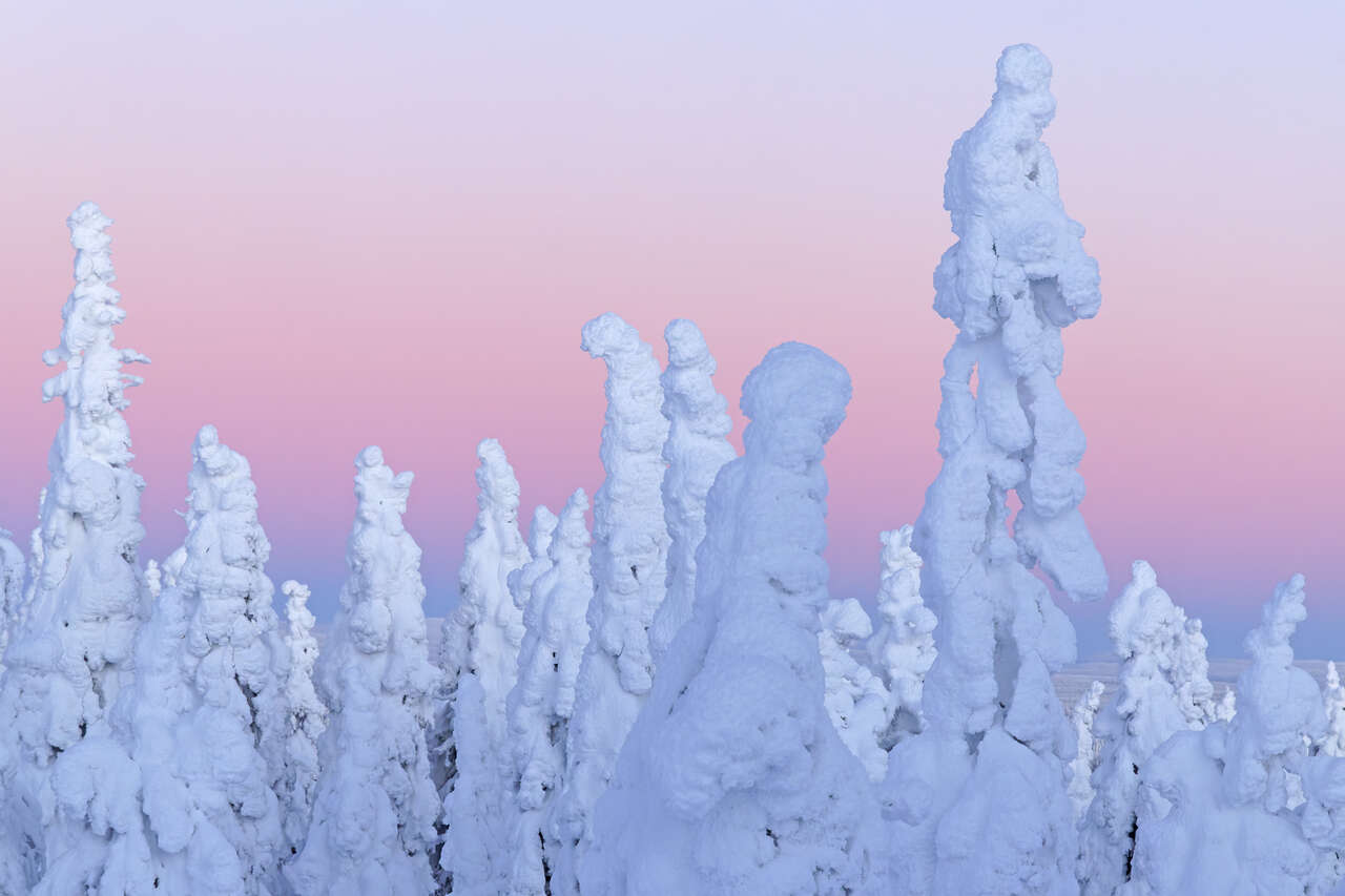 Arbres enneigés sous un ciel pastel en Finlande