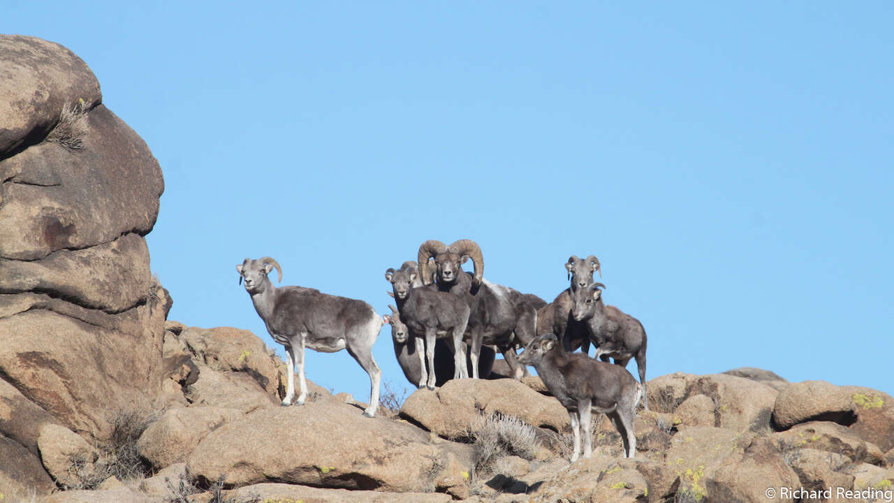 Argalis du Gobi en Mongolie