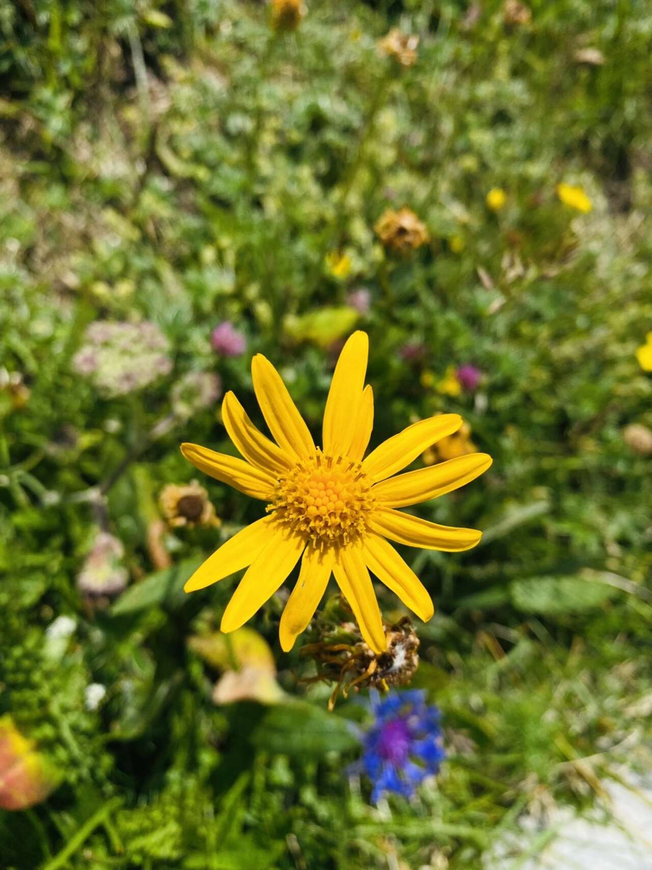 Arnica des montagnes en fleurs sur les Hauts Plateaux du Vercors