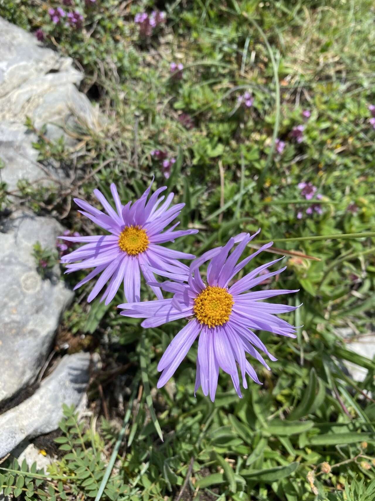 Asters des Alpes en fleurs dans les pelouses d’altitude du Vercors