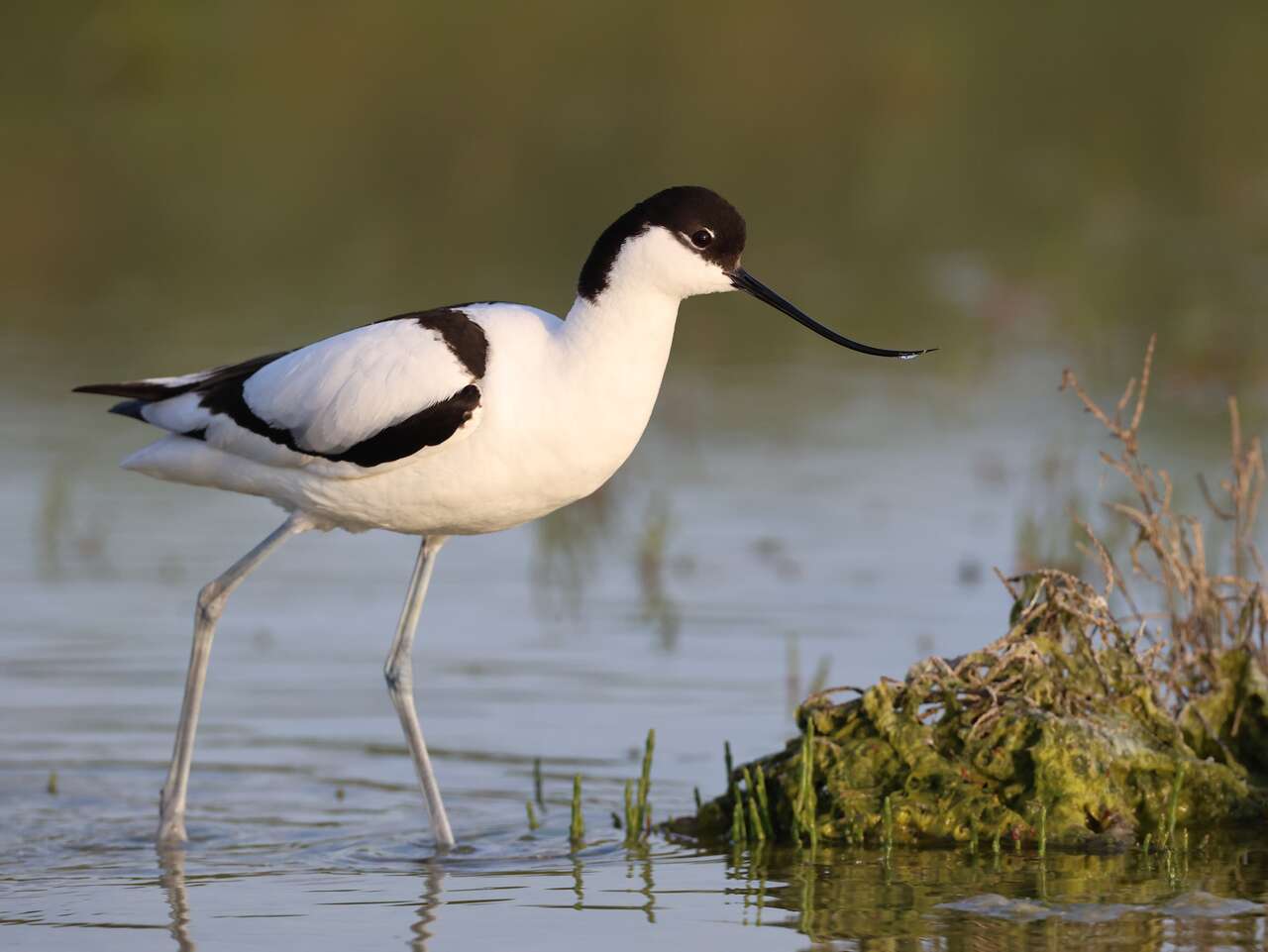 Avocette élégante dans les marais salants de Guérande en Bretagne