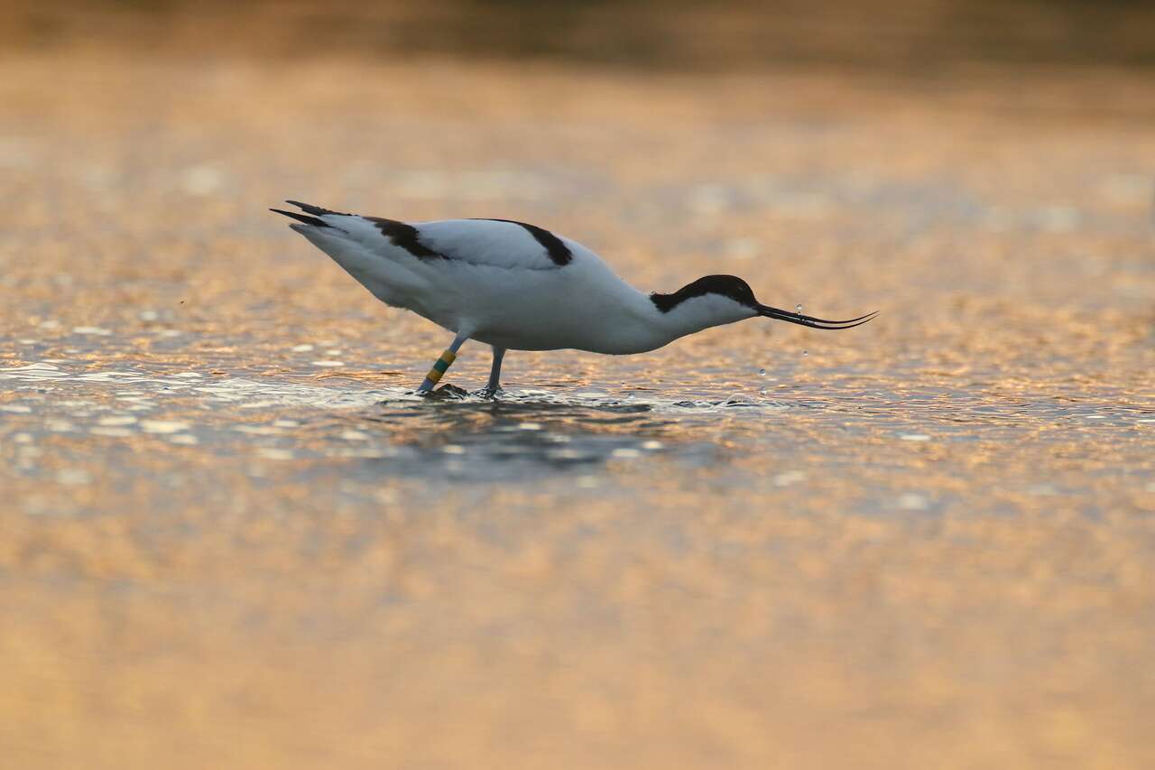 Avocette élégante en alimentation – zones humides