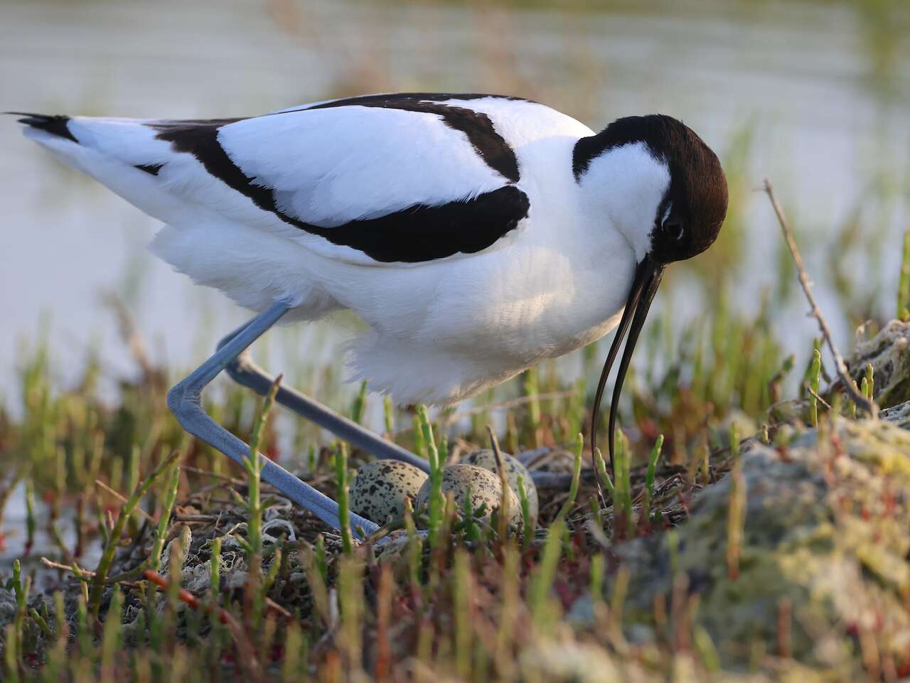 Avocette élégante en nidification – Bretagne