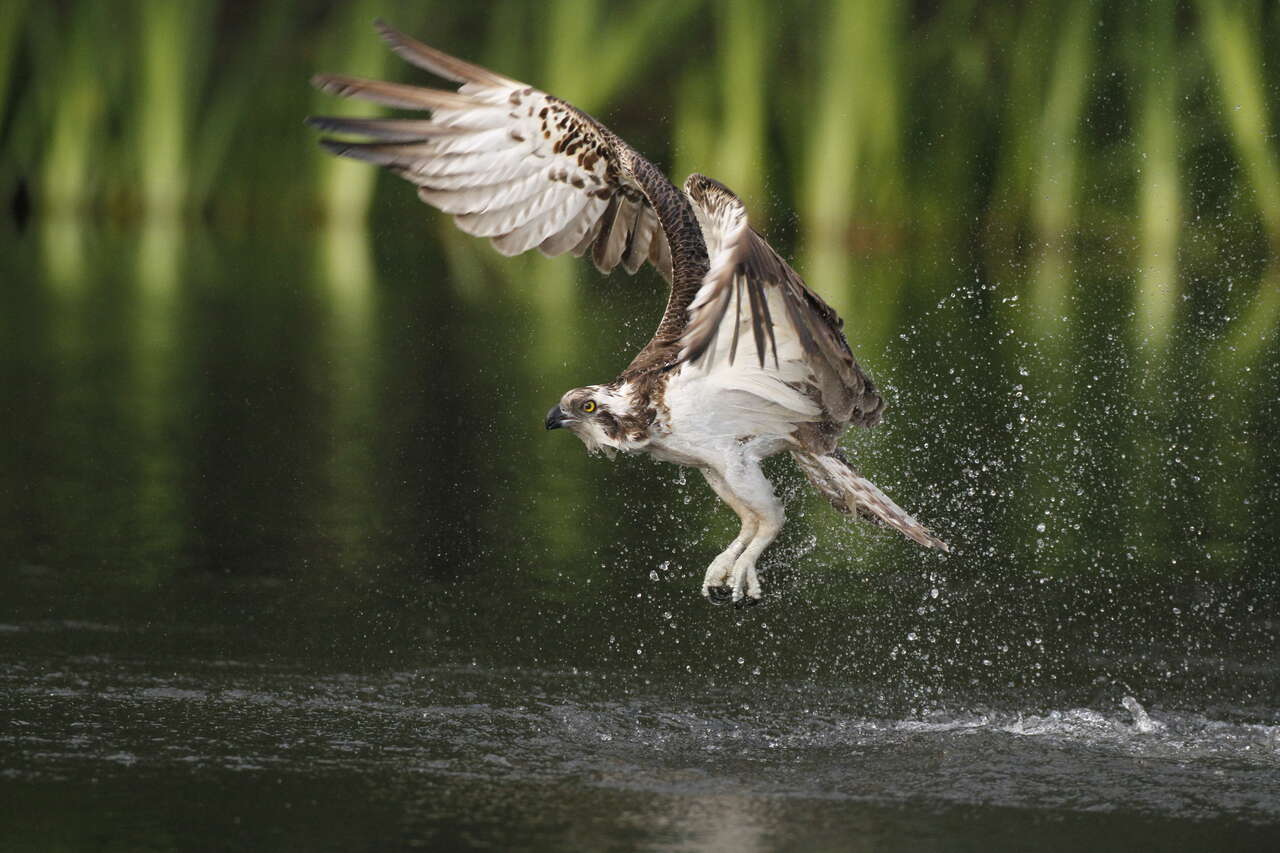 Balbuzard pêcheur au-dessus de l’eau dans les Cairngorms en Écosse