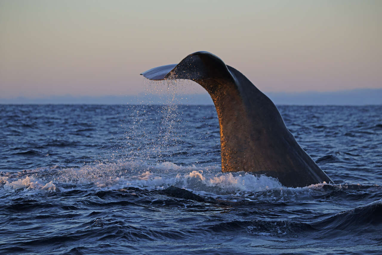 Baleine à bosse levant la queue dans une lumière dorée au large de la Norvège
